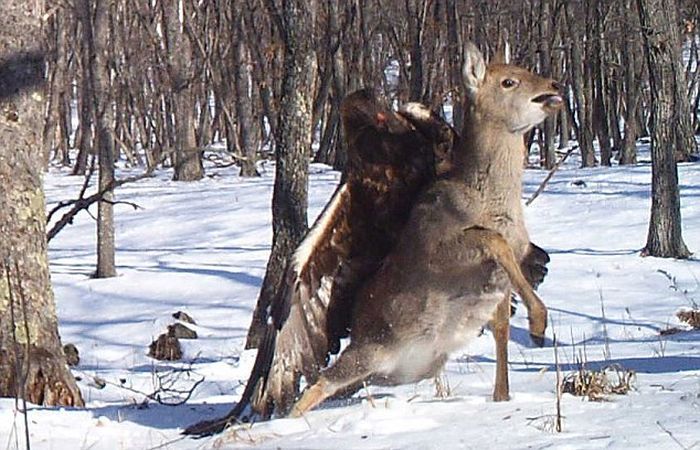 Беркут и олень