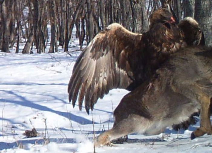 Беркут и олень