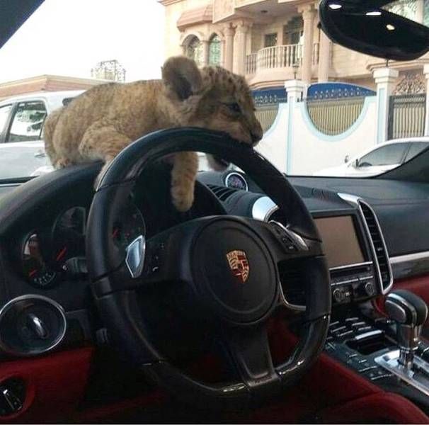 Прикольные картинки
