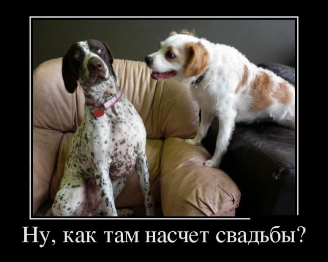 Демотиваторы
