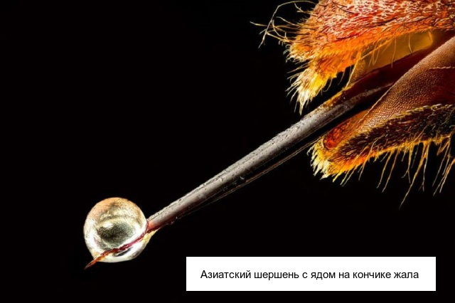 Необычные существа, которые выглядят очень странно