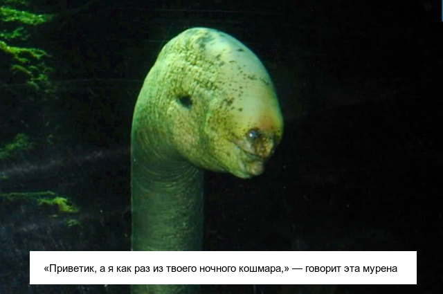 Необычные существа, которые выглядят очень странно