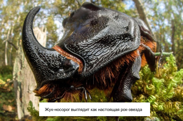 Необычные существа, которые выглядят очень странно