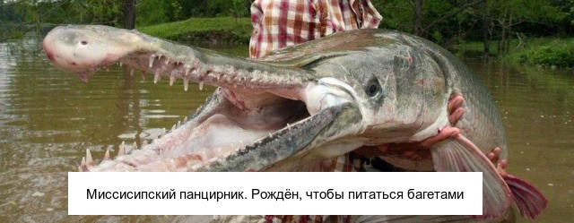Необычные существа, которые выглядят очень странно