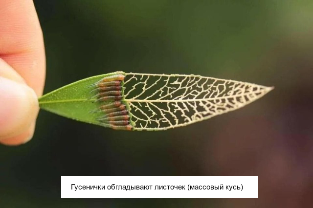 Необычные существа, которые выглядят очень странно