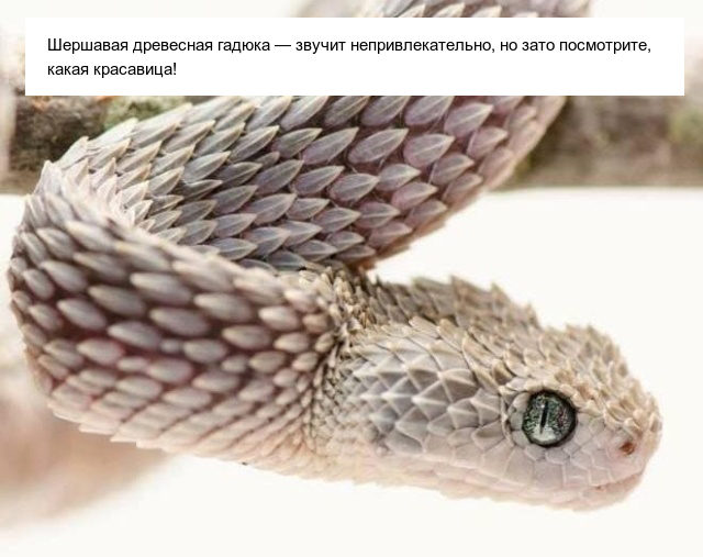 Необычные существа, которые выглядят очень странно