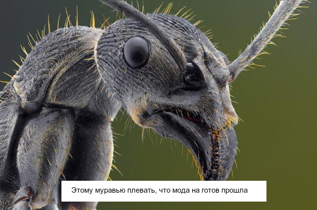 Необычные существа, которые выглядят очень странно