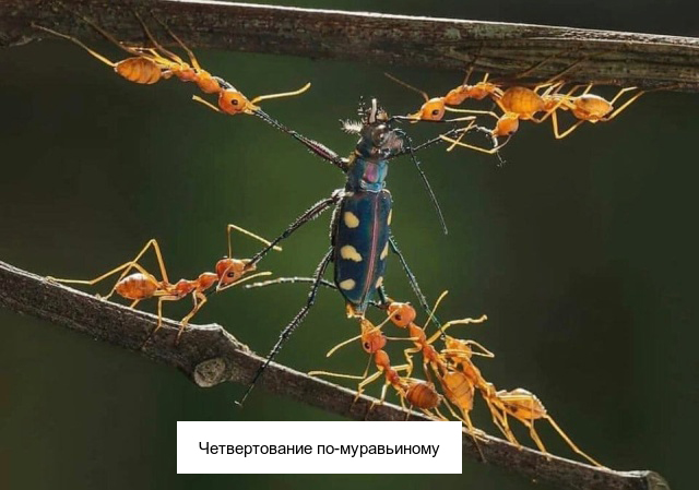 Необычные существа, которые выглядят очень странно