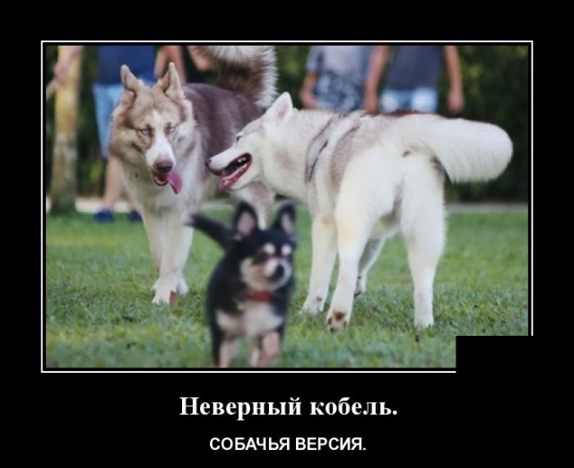 Демотиваторы