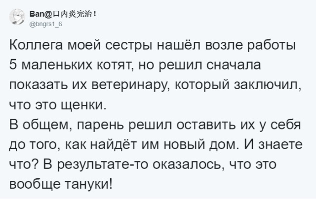 Японец нашел странных котят, которые оказались "щенками"