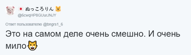 Японец нашел странных котят, которые оказались "щенками"
