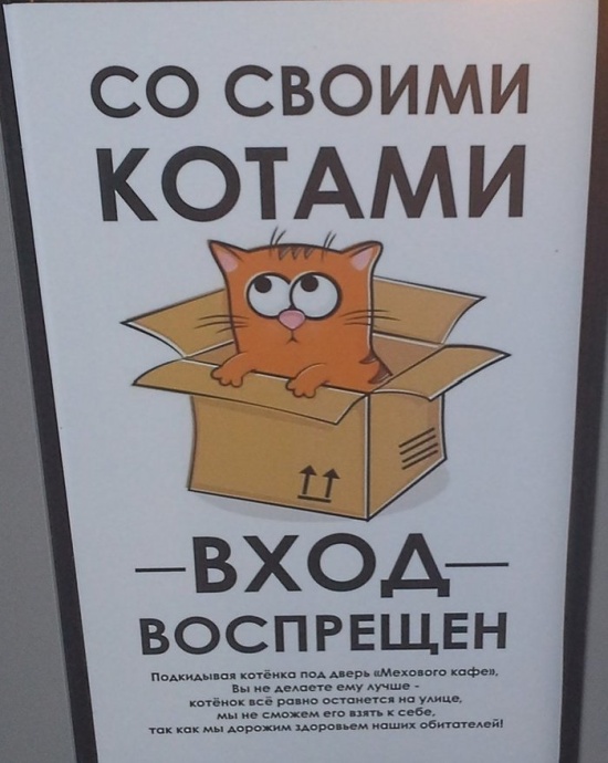 Кафе для любителей котиков в Калуге