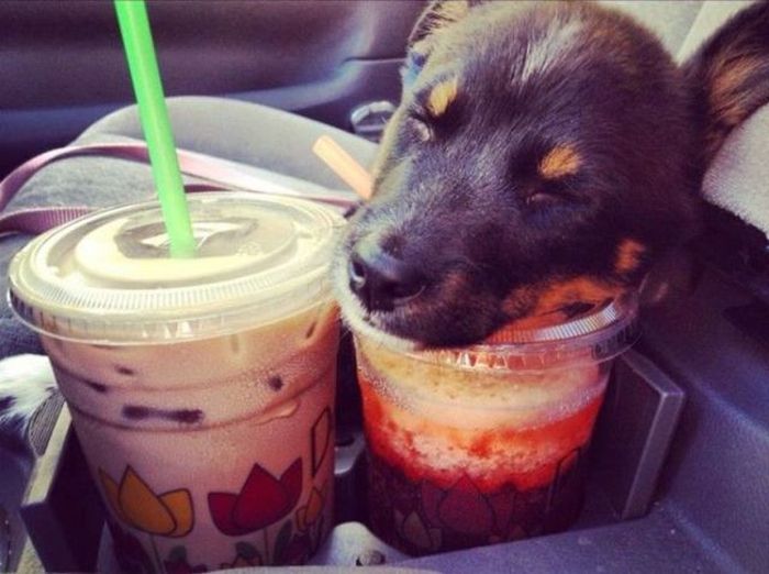 Прикольные картинки