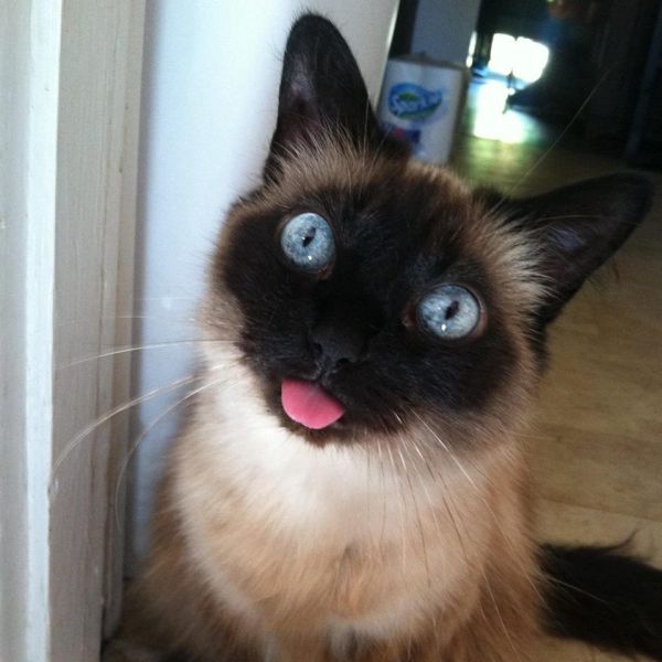 Прикольные картинки