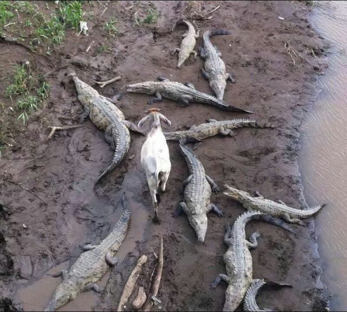 Прикольные картинки (84 фото)