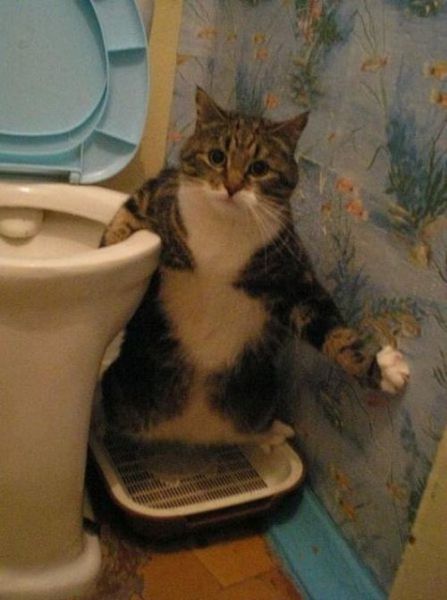 Прикольные фотографии домашних животных