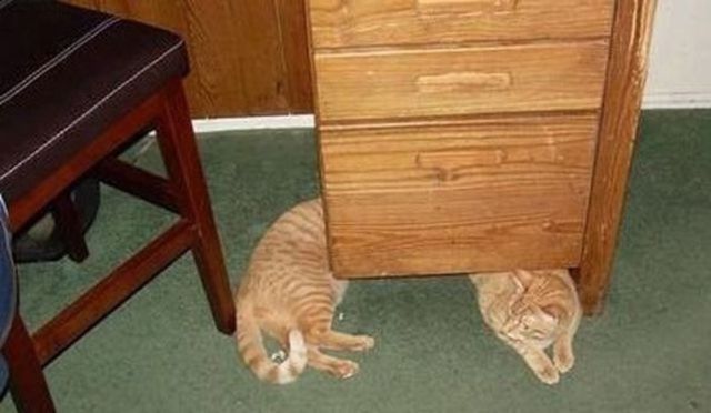 Прикольные фотографии домашних животных