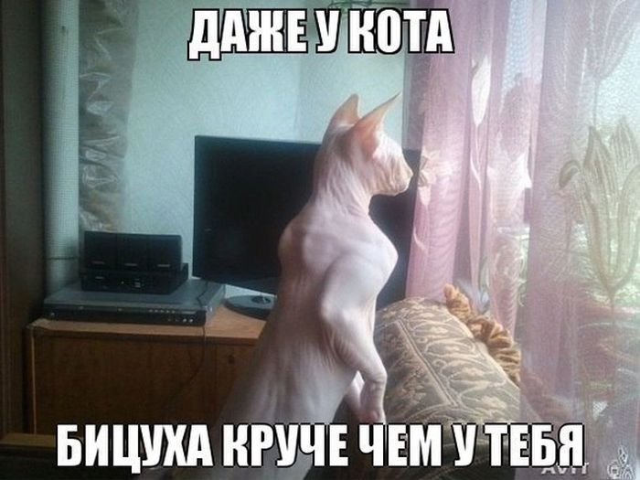 Прикольные картинки (81 фото)