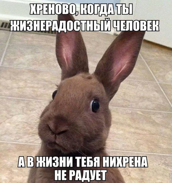 Прикольные картинки (81 фото)