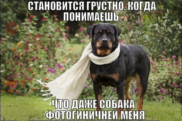 Прикольные картинки (81 фото)
