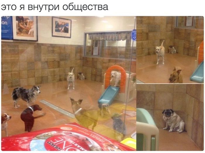 Прикольные картинки