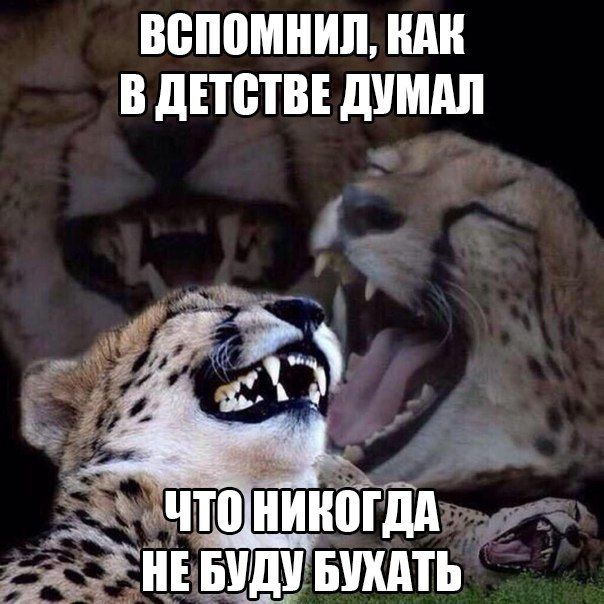 Прикольные картинки