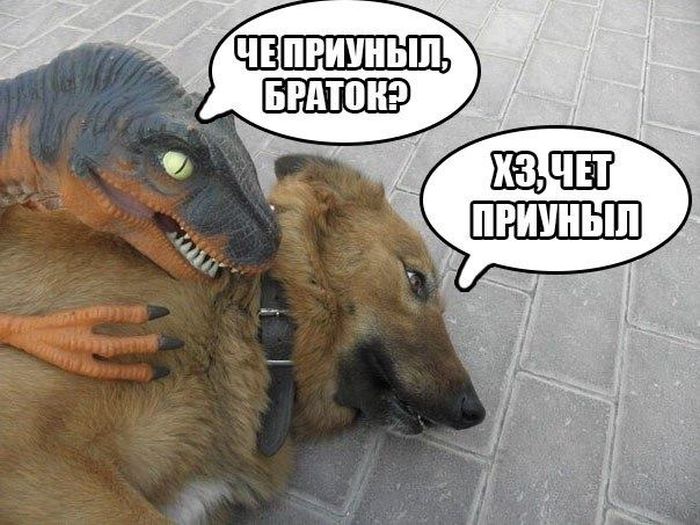 Порция картинок