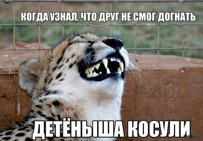 Порция картинок