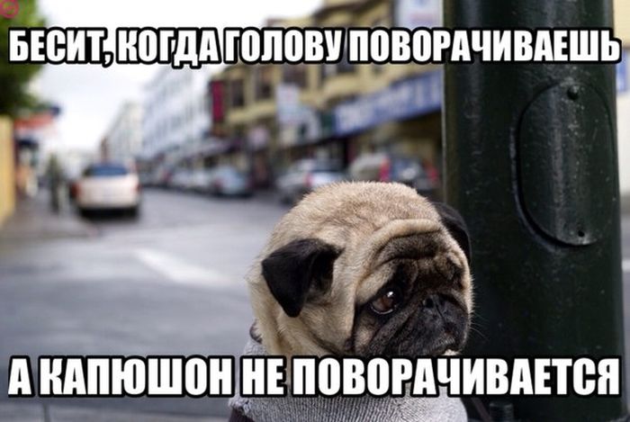 Порция картинок