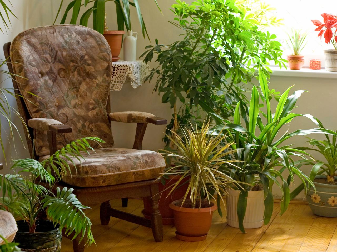 «Неубиваемые» растения, которые продержатся у тебя, «садовод», даже дольше, чем кактус «Неубиваемые» растения, которые продержатся у тебя, «садовод», даже дольше, чем кактус