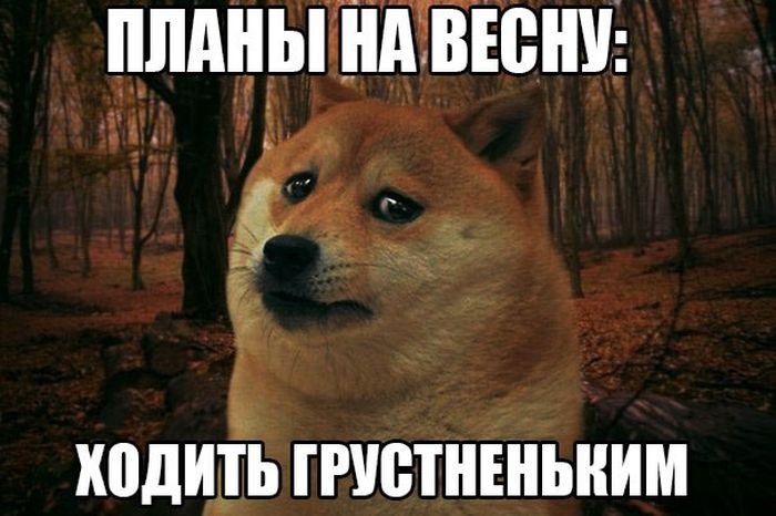 Порция картинок