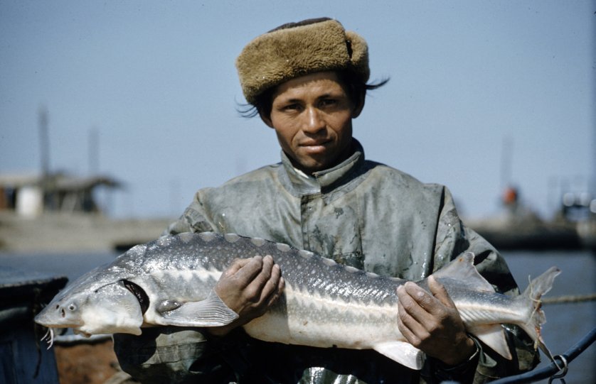 Добыча чёрной икры в Астрахани в 1960-м году Добыча чёрной икры в Астрахани в 1960-м году