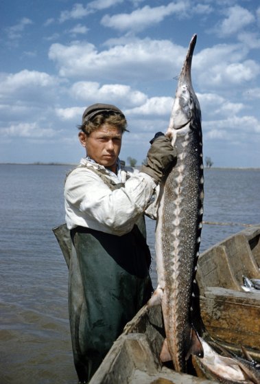 Добыча чёрной икры в Астрахани в 1960-м году Добыча чёрной икры в Астрахани в 1960-м году