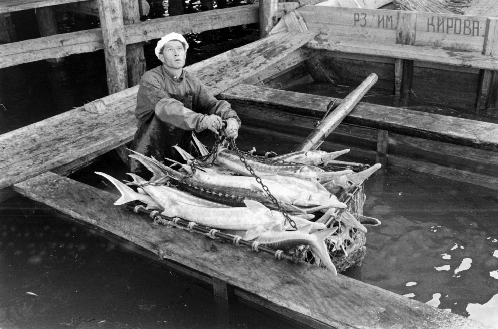 Добыча чёрной икры в Астрахани в 1960-м году Добыча чёрной икры в Астрахани в 1960-м году