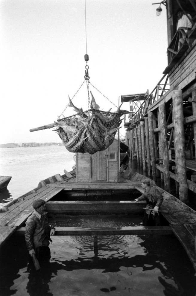 Добыча чёрной икры в Астрахани в 1960-м году Добыча чёрной икры в Астрахани в 1960-м году