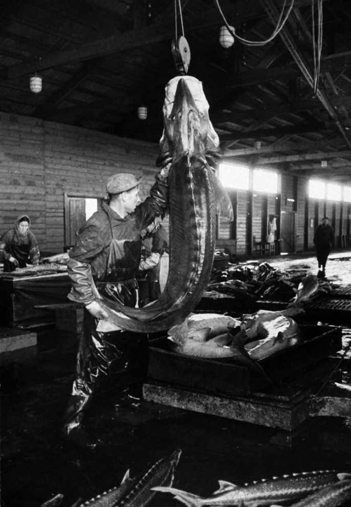 Добыча чёрной икры в Астрахани в 1960-м году Добыча чёрной икры в Астрахани в 1960-м году