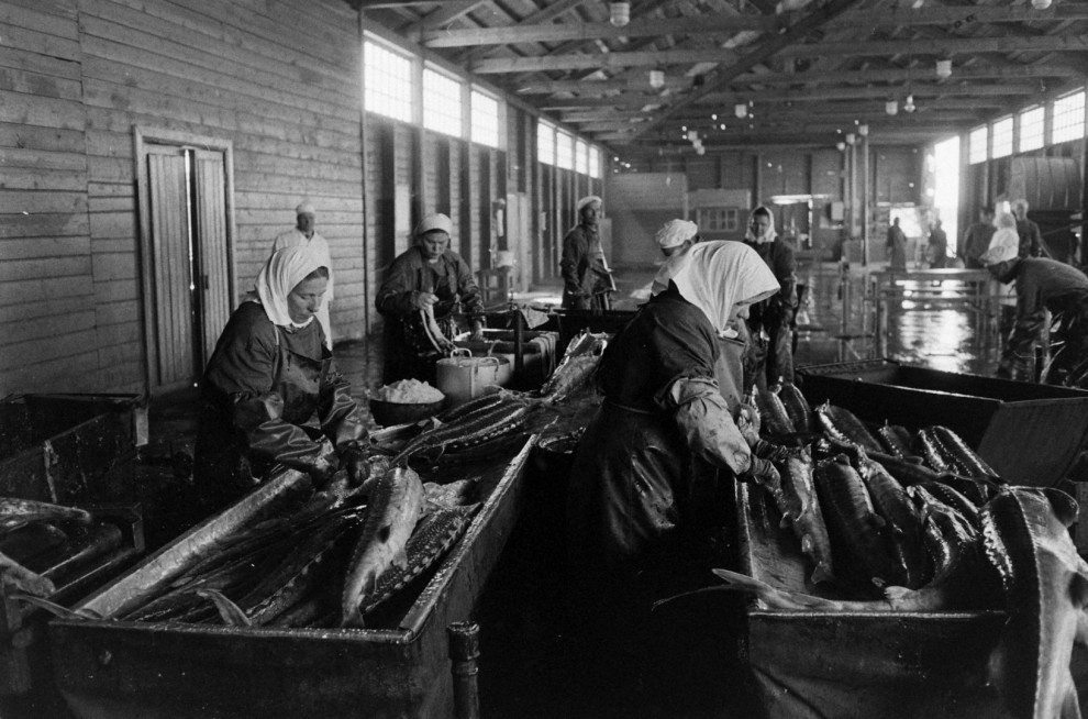 Добыча чёрной икры в Астрахани в 1960-м году Добыча чёрной икры в Астрахани в 1960-м году