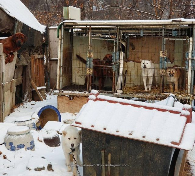 Без медали, но с собакой: приключения Гаса Кенуорти в Пхенчхане