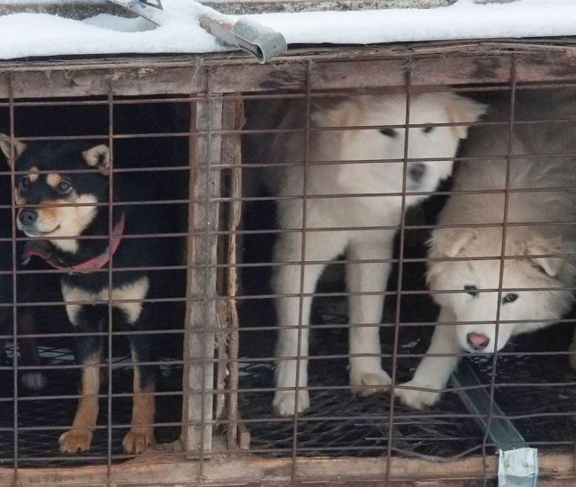 Без медали, но с собакой: приключения Гаса Кенуорти в Пхенчхане