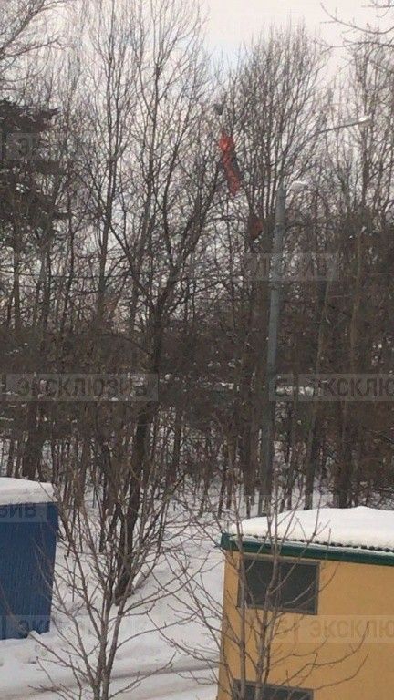 Московский бейсджампер застрял на дереве