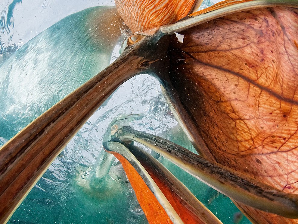 National Geographic: лучшие фотографии марта National Geographic: лучшие фотографии марта