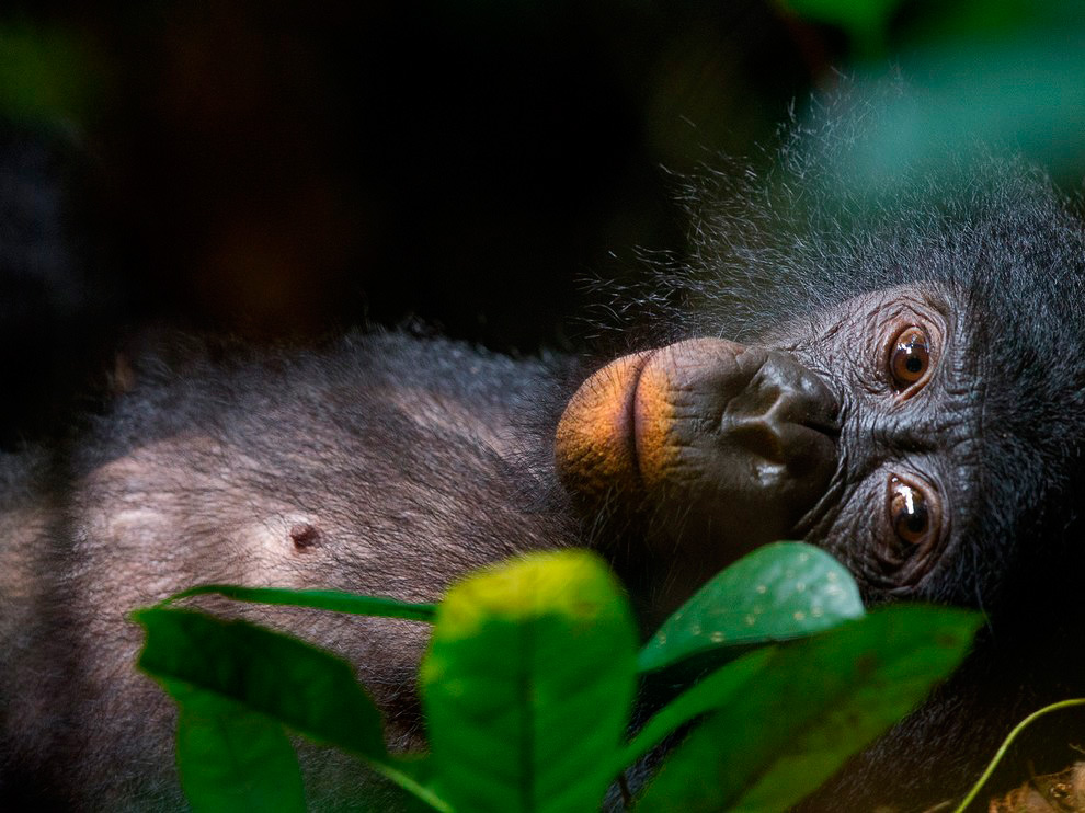 National Geographic: лучшие фотографии марта National Geographic: лучшие фотографии марта