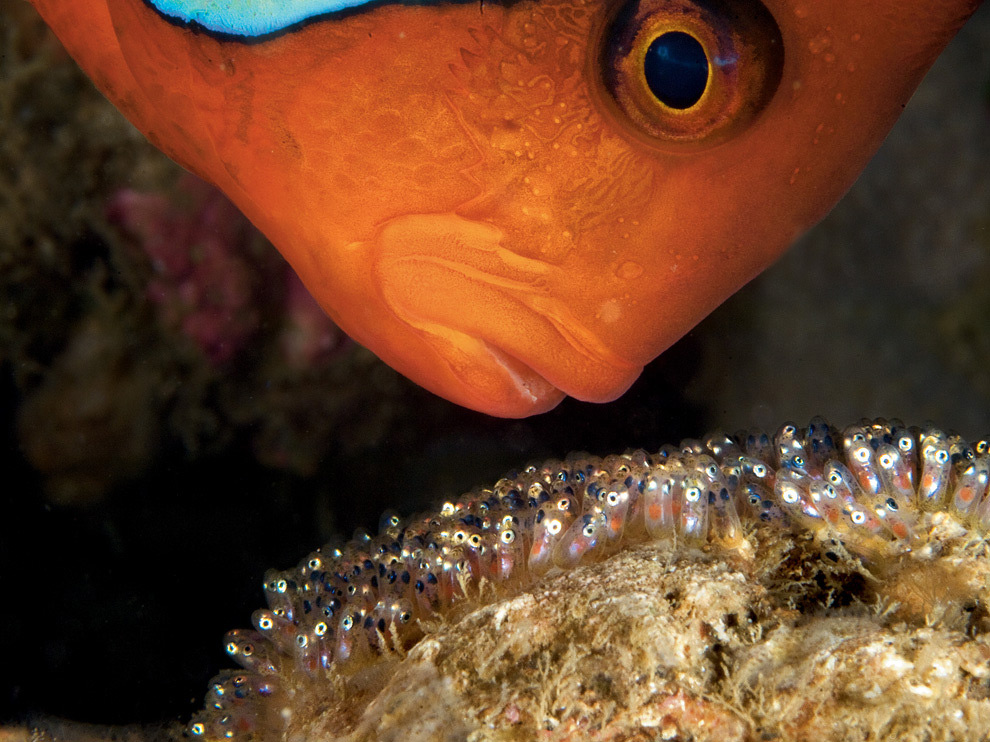 National Geographic: лучшие фотографии марта National Geographic: лучшие фотографии марта