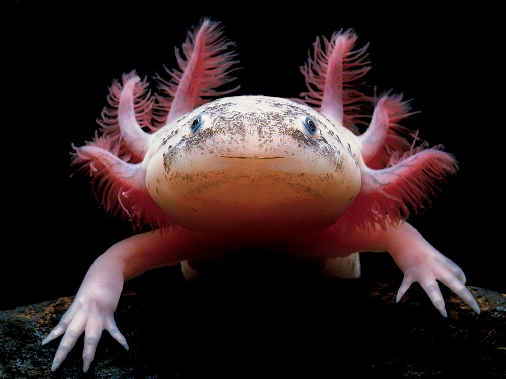 National Geographic: лучшие фотографии марта National Geographic: лучшие фотографии марта