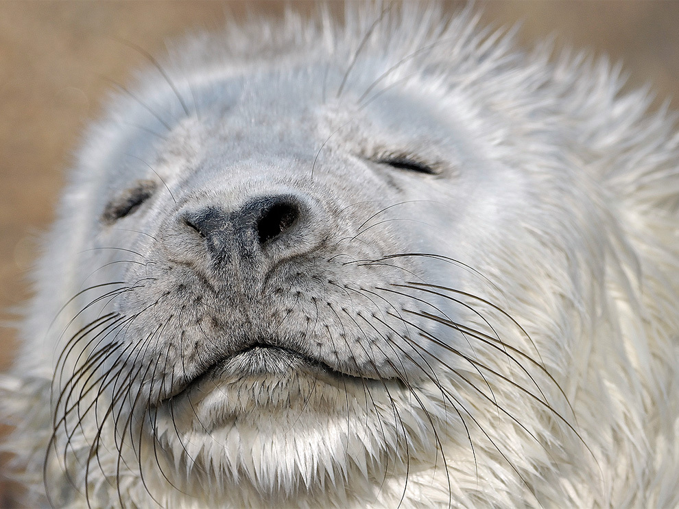 National Geographic: лучшие фотографии марта National Geographic: лучшие фотографии марта