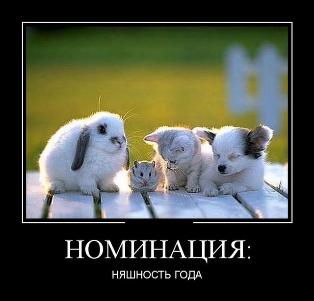 Демотиваторы