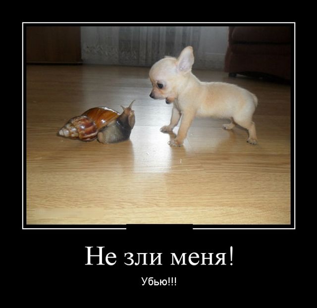 Демотиваторы