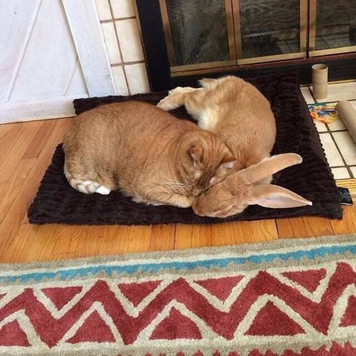 Фото, которые не нуждаются в комментариях