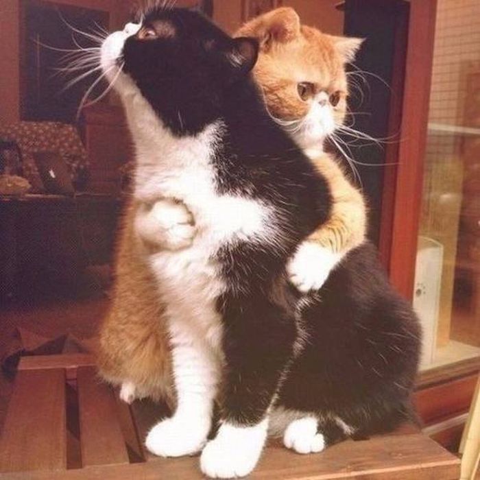 Фото, которые не нуждаются в комментариях