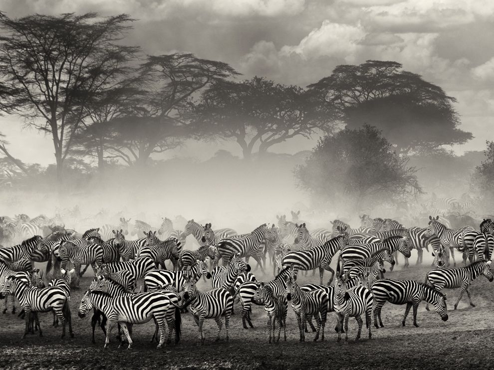 National Geographic: лучшие фотографии апреля
